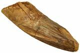 Fossil Spinosaurus Tooth - Real Dinosaur Tooth #327856-1